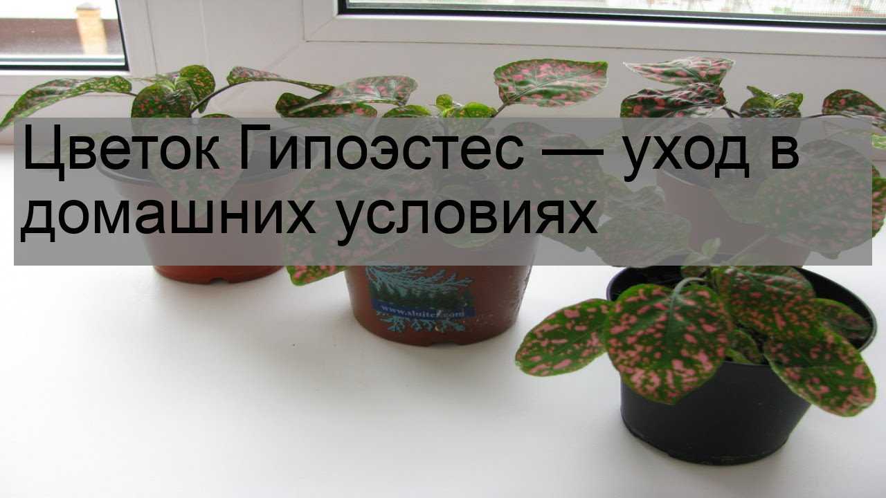 Вечнозеленый гипоэстес — фото, особенности ухода в домашних условиях и на улице