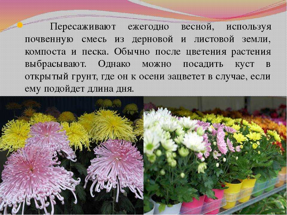 Хризантема в горшке: уход в домашних условиях, описание с фото, разведение, период цветения и советы специалистов