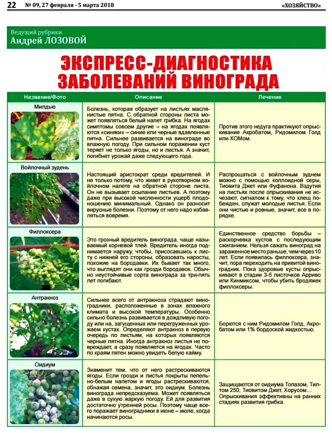 Обработка винограда весной от болезней и вредителей