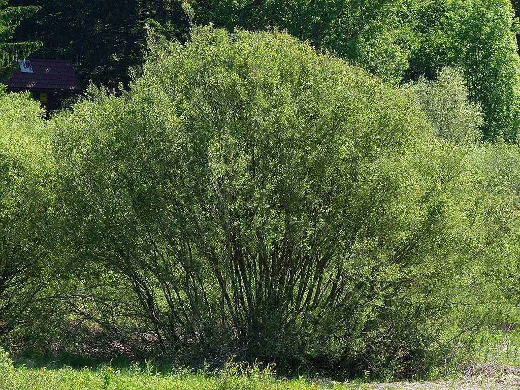 Ива цельнолистная хакуро нишики: посадка и уход, фото в ландшафтном дизайне