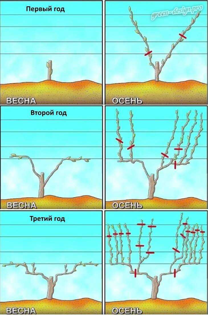 Как ухаживать за виноградом: весной, летом и зимой, видео