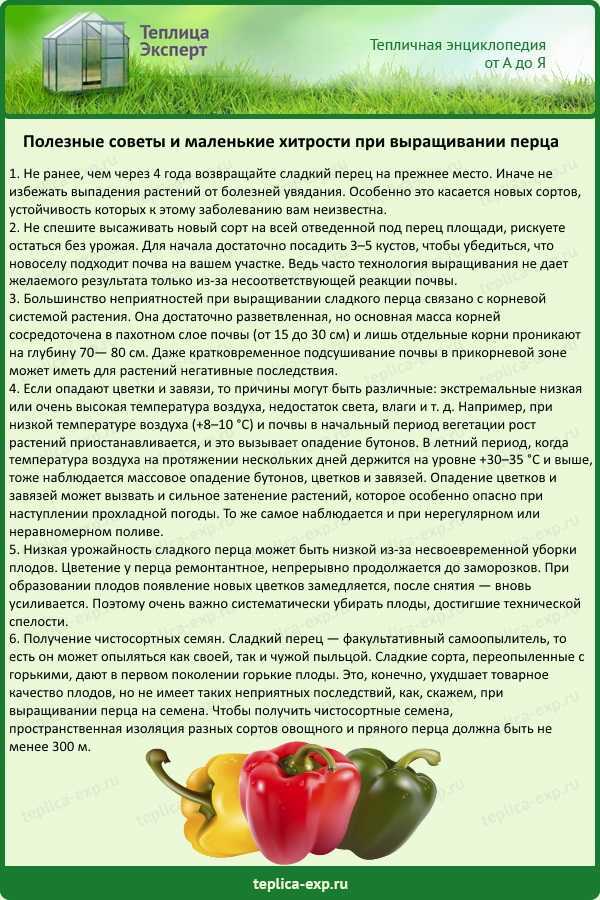 Лучшие ранние сорта сладкого перца для открытого грунта