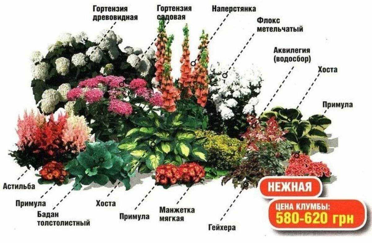 Топ-10 самых теневыносливых комнатных растений