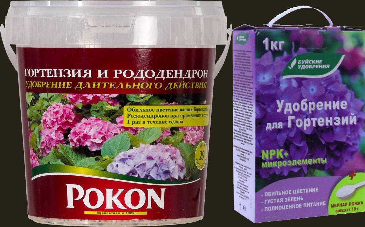 Цветок куфея иссополистная уход в домашних условиях посадка и уход в открытом грунте фото
