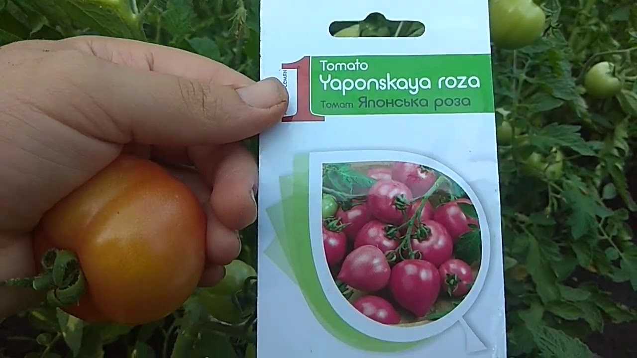 Томат японская роза - описание и характеристика сорта