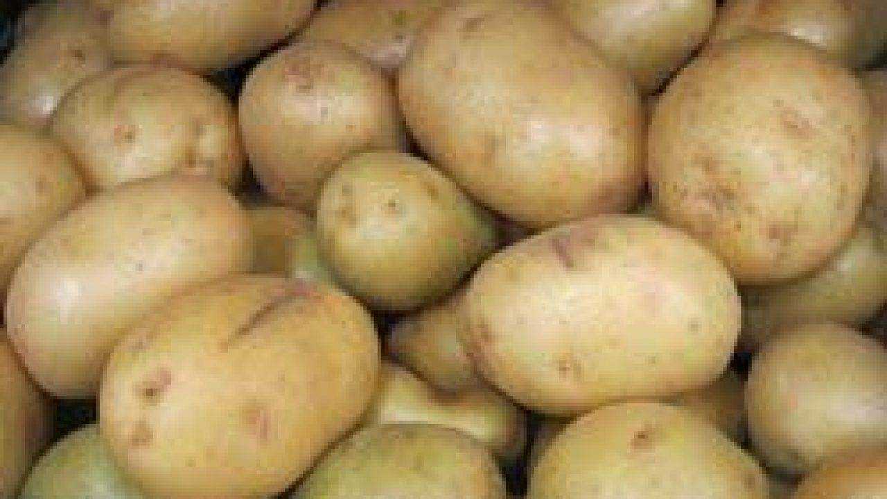 Картофель беллароза