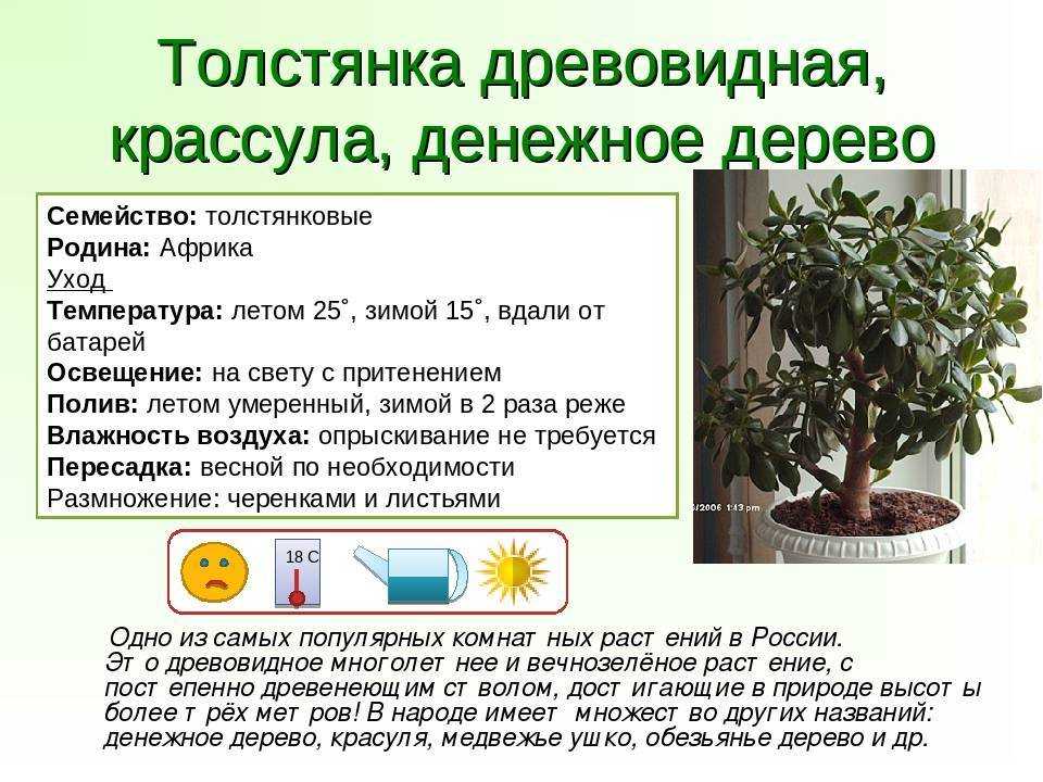 Денежное дерево (толстянка) - выращивание, уход