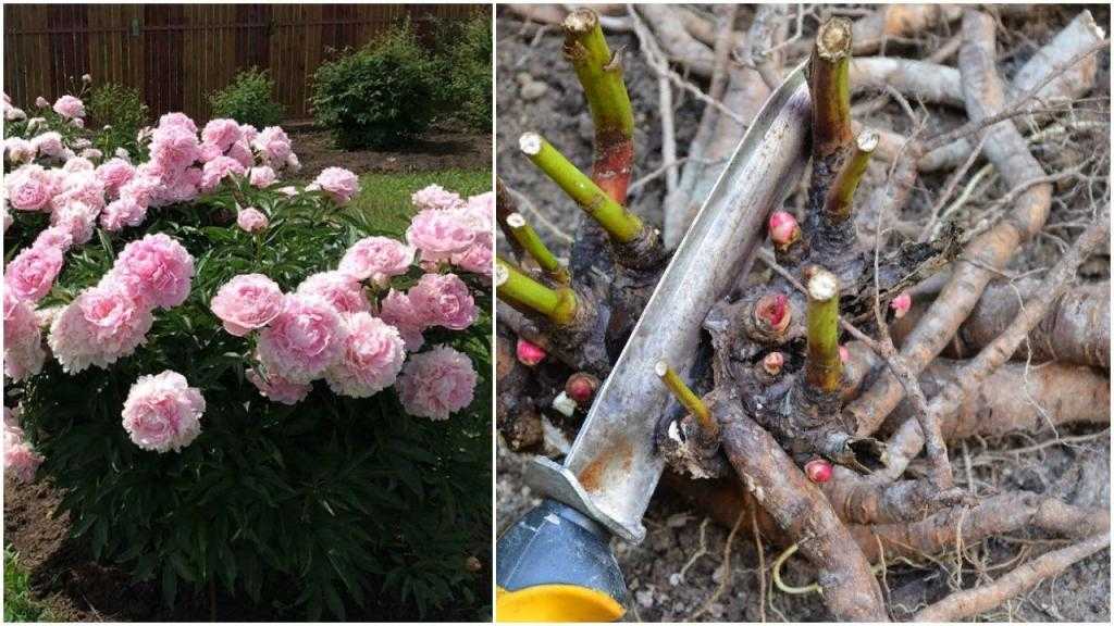 Пионы пересадка осенью на другое место, сроки, деление корня