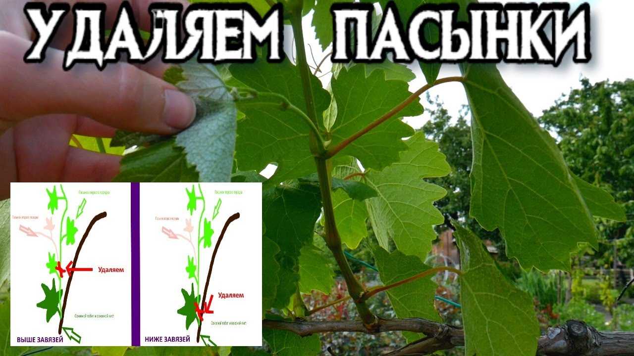 Правильно пасынковать виноград для начинающих и как удалять пасынки