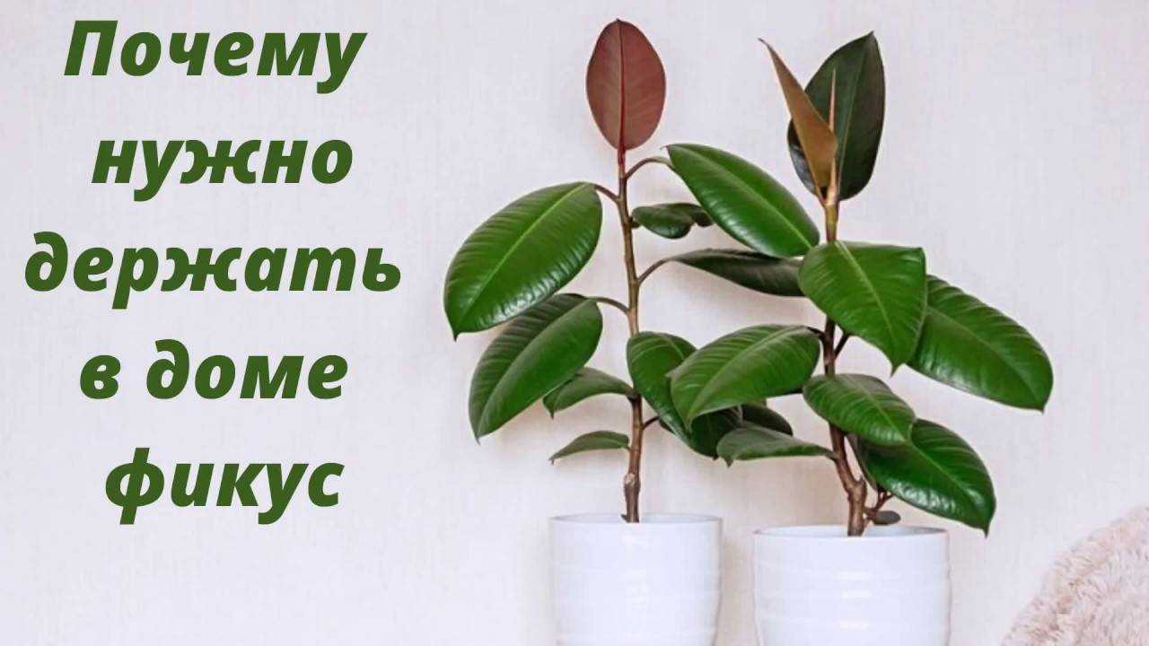 Фикус: можно ли держать дома, хорошо или плохо в спальне, почему нельзя выращивать в квартире некоторые виды, что приносит людям каучуконосный, бенджамина и другие?