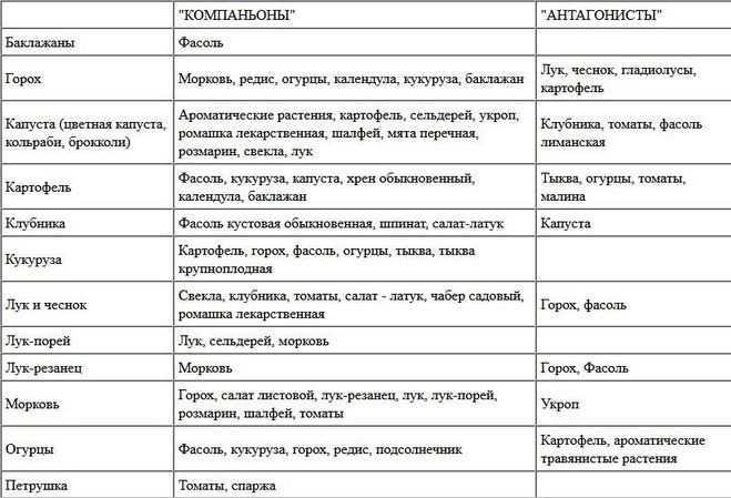 Чередование культур и севооборот овощей
