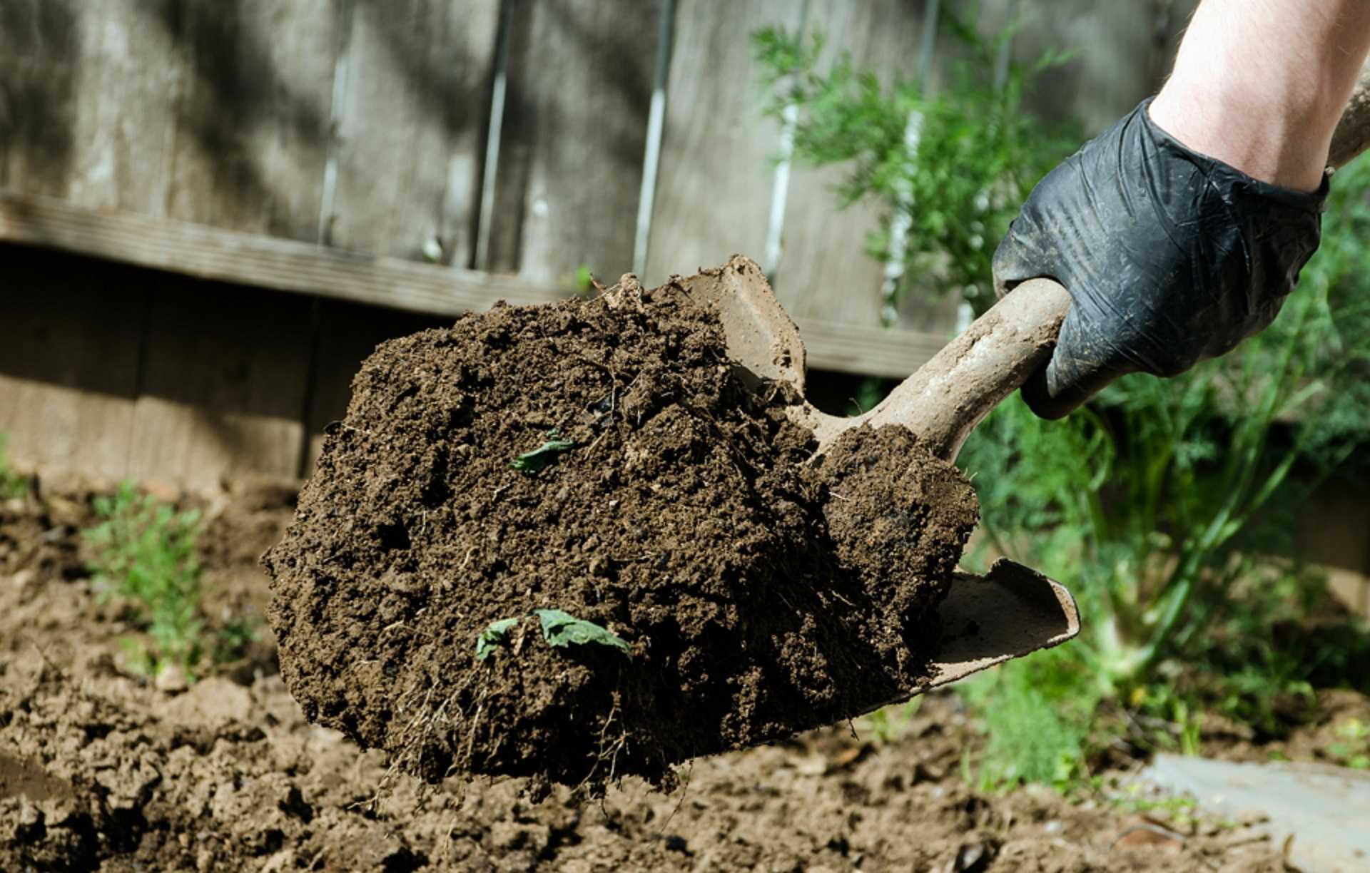 Когда лучше вносить навоз под картофель осенью или весной или какое органическое удобрение выбрать: использование яблок, золы, торфа как подкормки