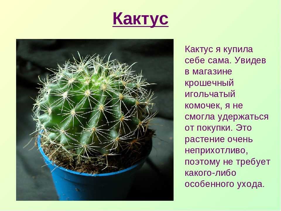 Сообщение о кактусе - описание, характеристика и интересные факты о растении