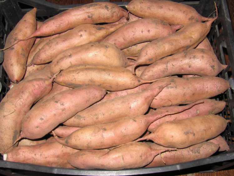 Батат: фото, описание, вкусовые качества разных сортов, посадка и уход