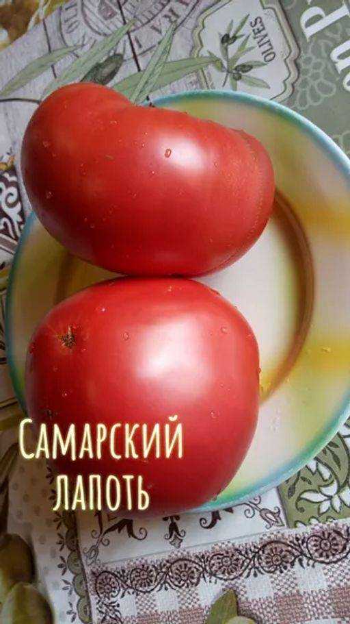 Раннеспелый томат «самара»: описание сорта и фото
