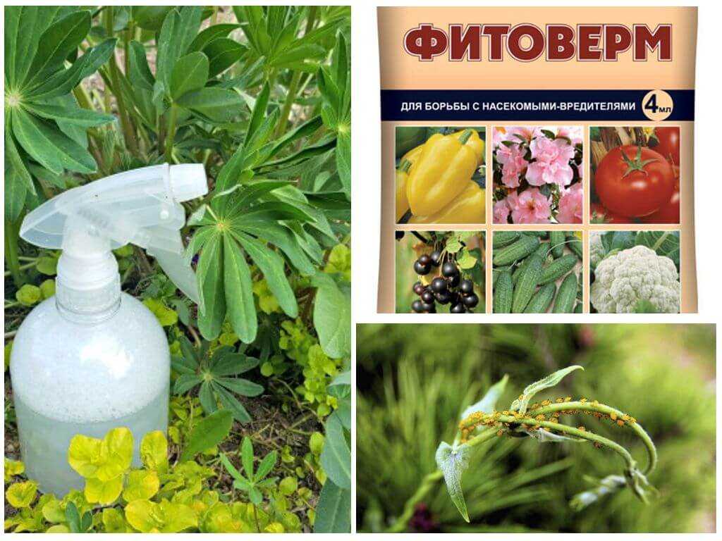 8 капризных комнатных растений