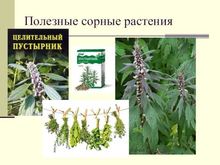 Полезные и съедобные сорняки на огороде