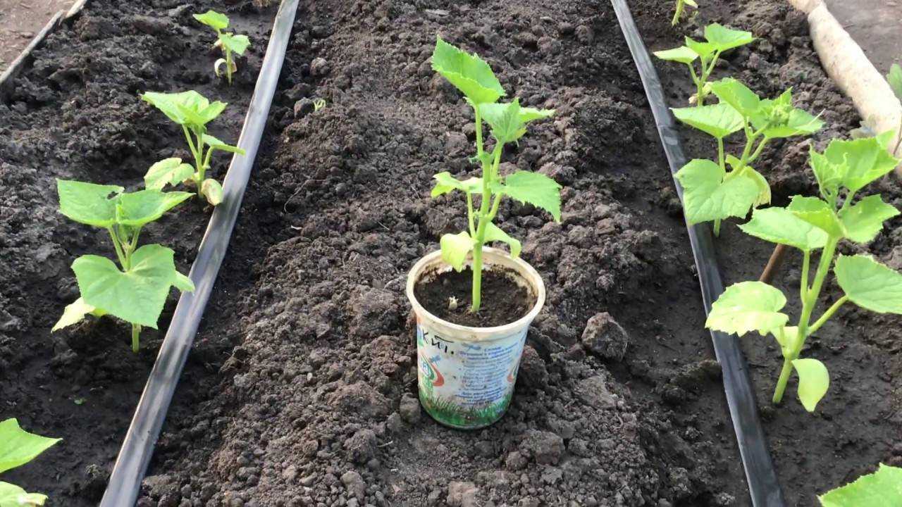 Выращивание огурцов в теплице из поликарбоната: зимой и летом