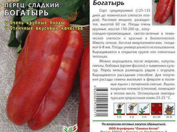 Перец сладкий богатырь. описание, достоинства, минусы, правила культивирования