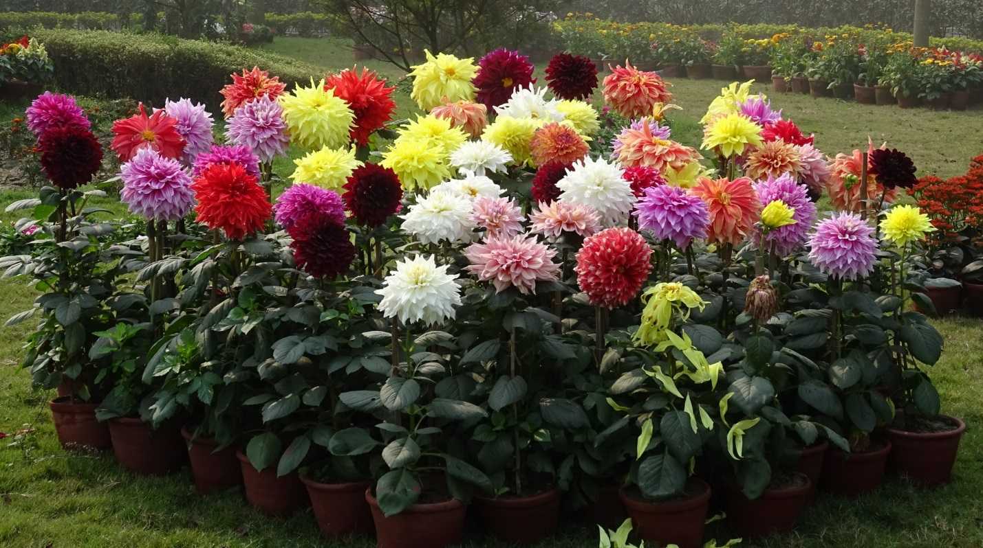 Георгины многолетние посадка и уход фото сорта, деление клубней