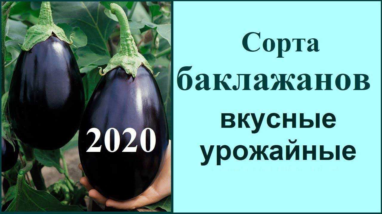 Сорта баклажанов для теплиц подмоковья | огородник