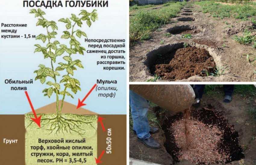Как пересадить цветы из одного горшка в другой: правила и рекомендации - sadovnikam.ru