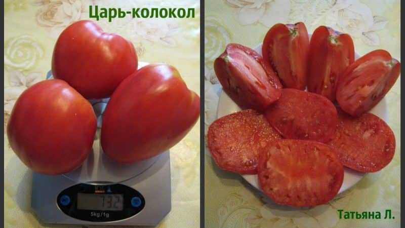 Томат колокола россии: описание сорта, характеристика, отзывы об урожайности, фото