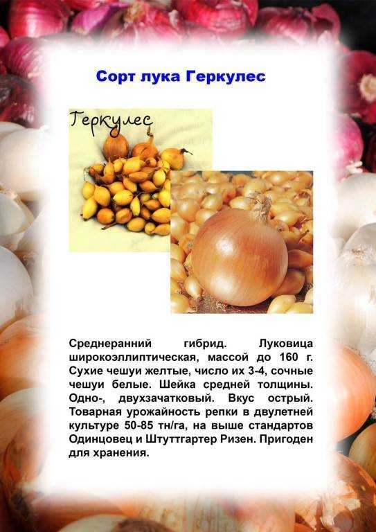 Можно ли сажать лук геркулес под зиму: описание сорта, отзывы о посадке и уходе, фото урожая озимого гибрида севка f1, характеристика, когда высаживать