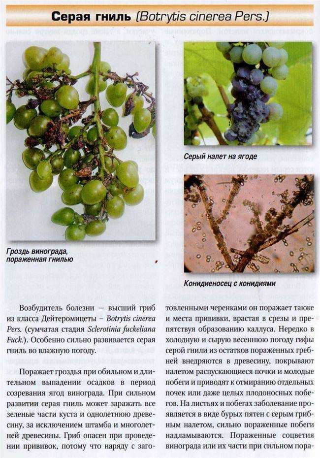 Заболевания винограда: фото и чем лечить