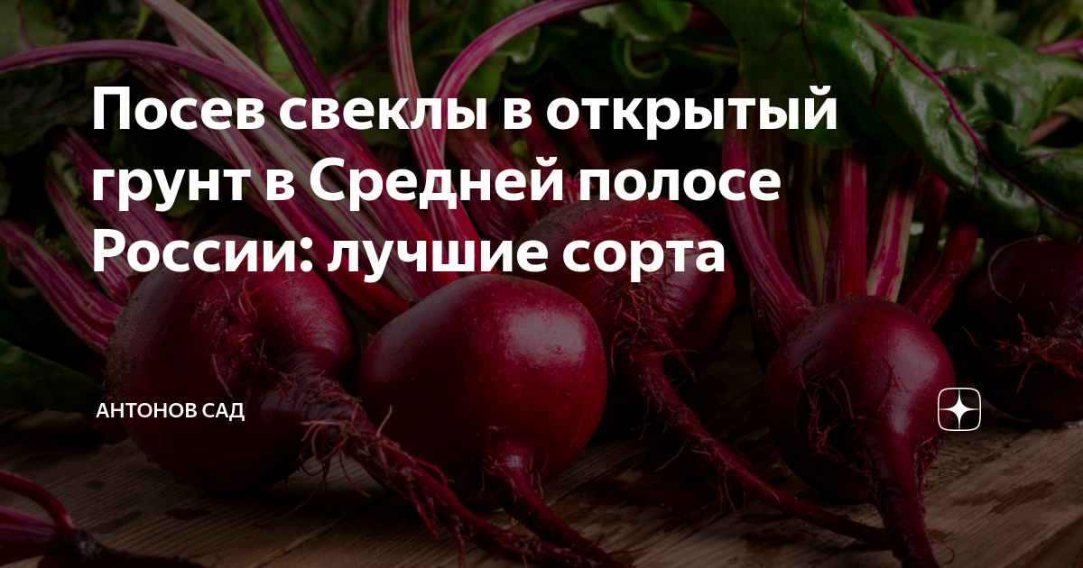 Лучшие сорта свеклы (31 фото) - названия и описания