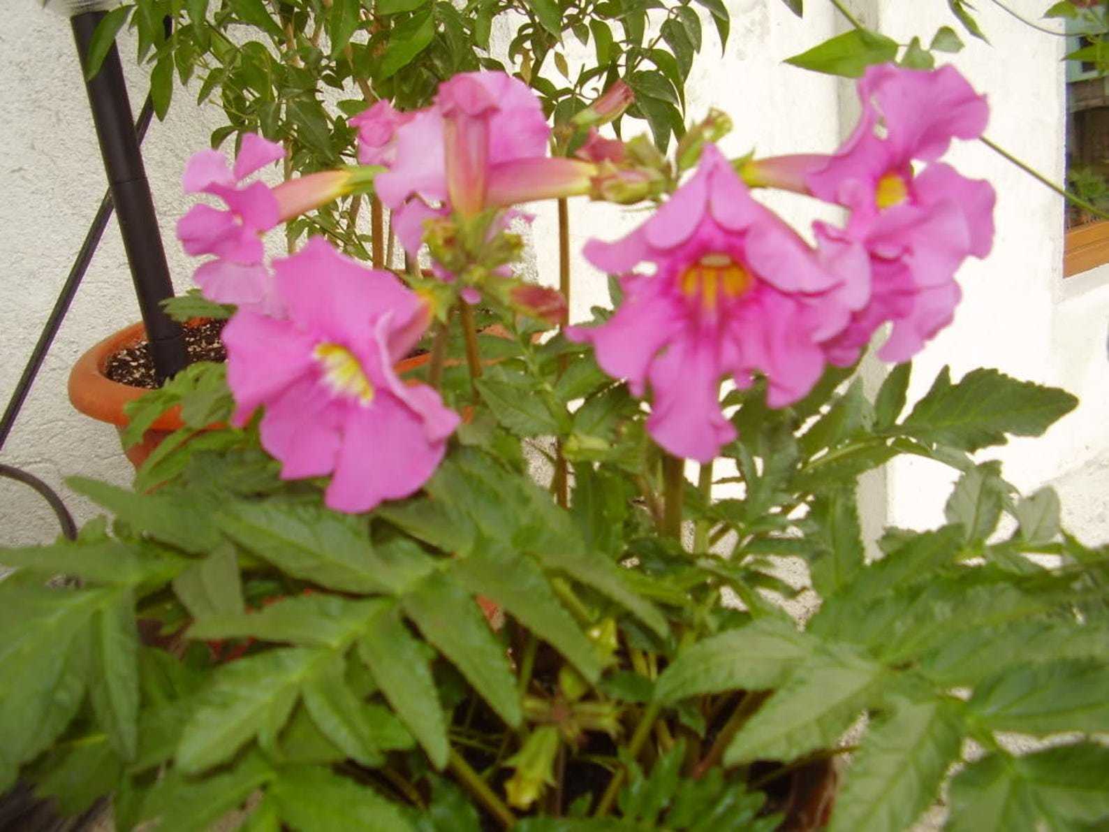 Инкарвиллея делавея (incarvillea delavayi) — выращивание из семян