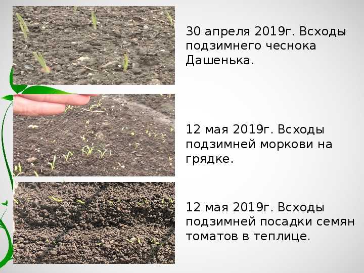 Что посадить под зиму: культуры для подзимних посевов