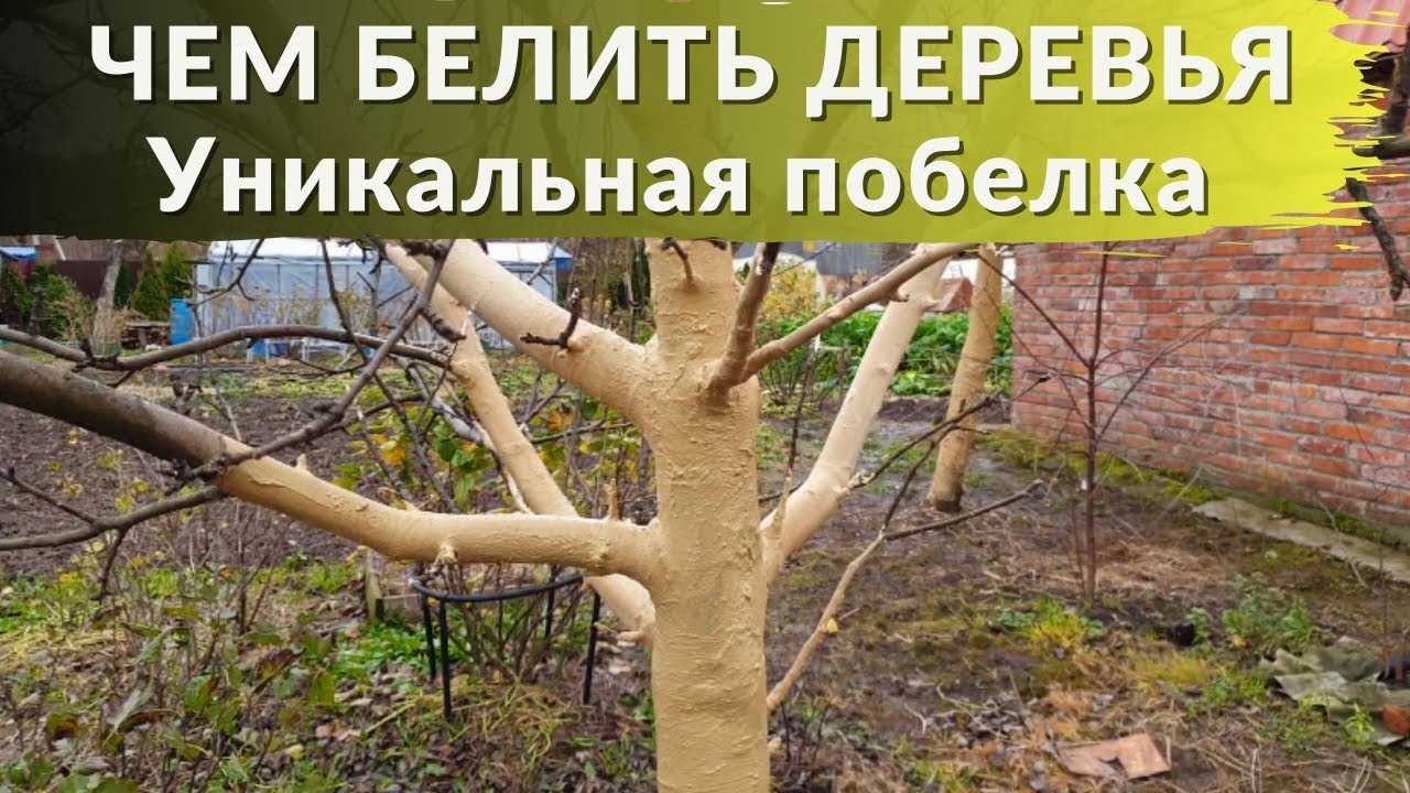 Как правильно гасить известь для побелки: инструкция