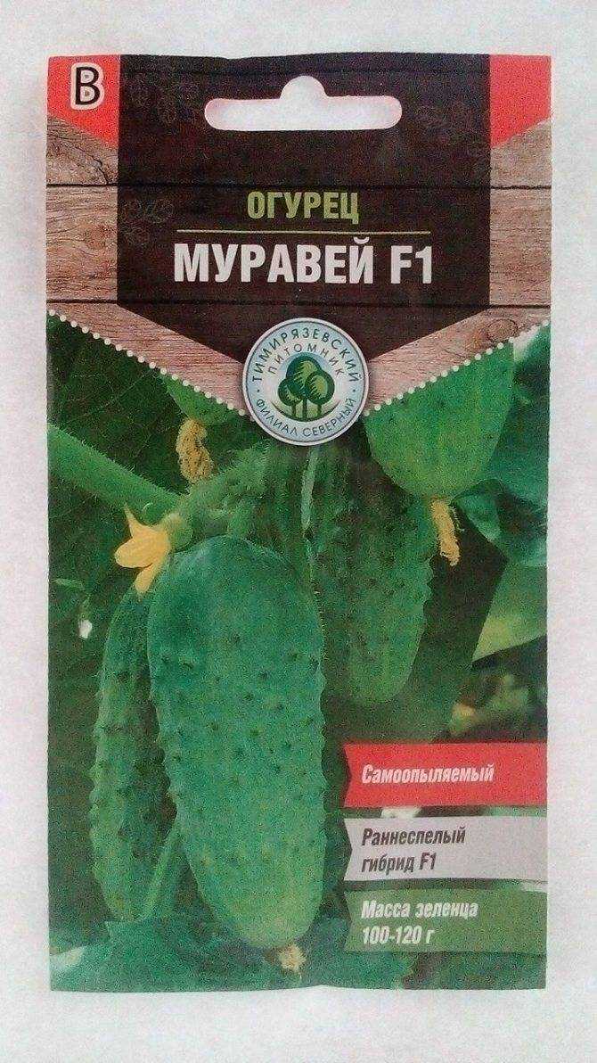 Лучшие сорта огурцов для открытого грунта средней полосы, самоопыляемые