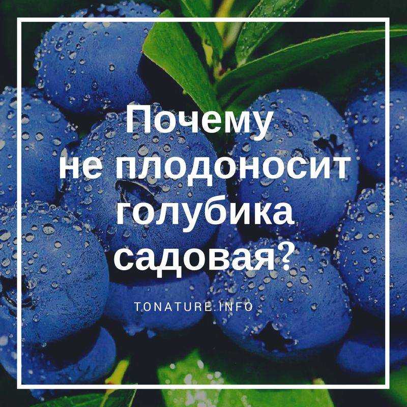 Не зацвела яблоня в этом году: цветёт не каждый год