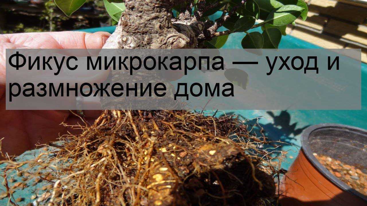 Экзотическое дерево — фикус микрокарпа гинсенг: можно ли успешно выращивать в домашних условиях?