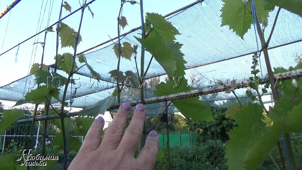 Срок и способы пасынкования винограда
