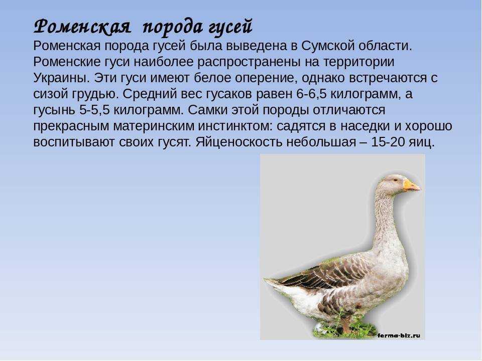 Домашние гуси — лучшие породы и особенности содержания
