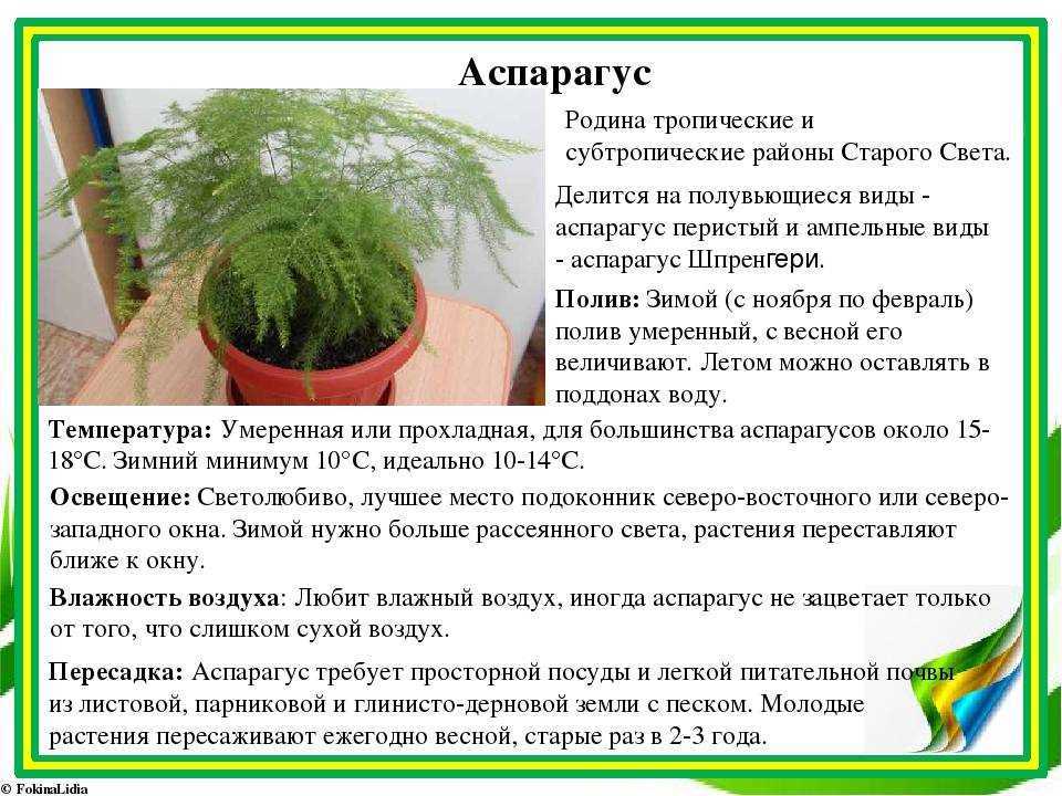 Аспарагус перистый самый пушистый и воздушный из числа ярко зеленых комнатных растений Красивая густо рассеченная зелень гибких длинных побегов одно из неподражаемых достоинств растения