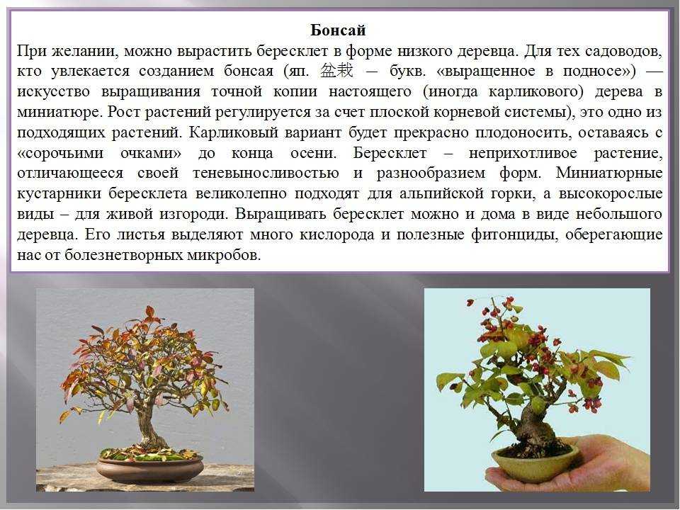 Японский бересклет: уход и выращивание в домашних условиях