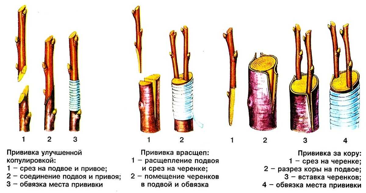 Что такое подвой какие бывают виды и как их выращивать а также какие подвои подходят для разных культур описано в этой статье