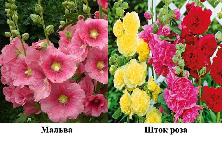 Шток-роза: выращивание из семян, когда сажать, особенности полива, советы опытных садоводов