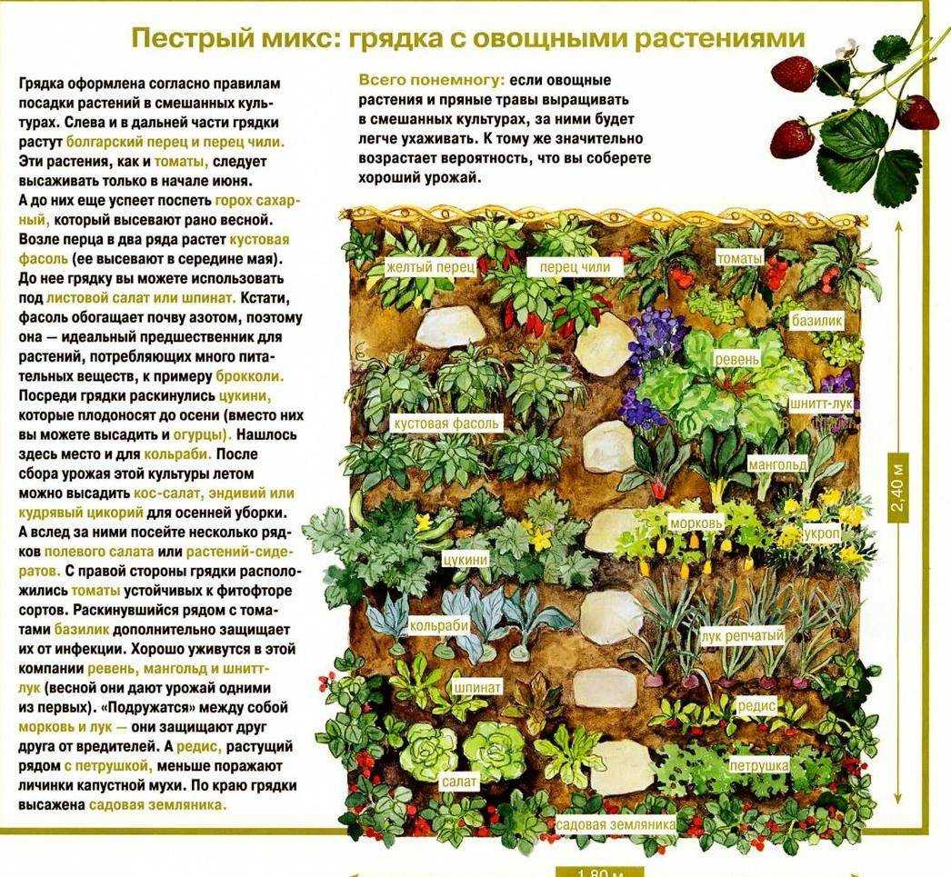 Технология выращивания столовой свеклы — fertilizer daily