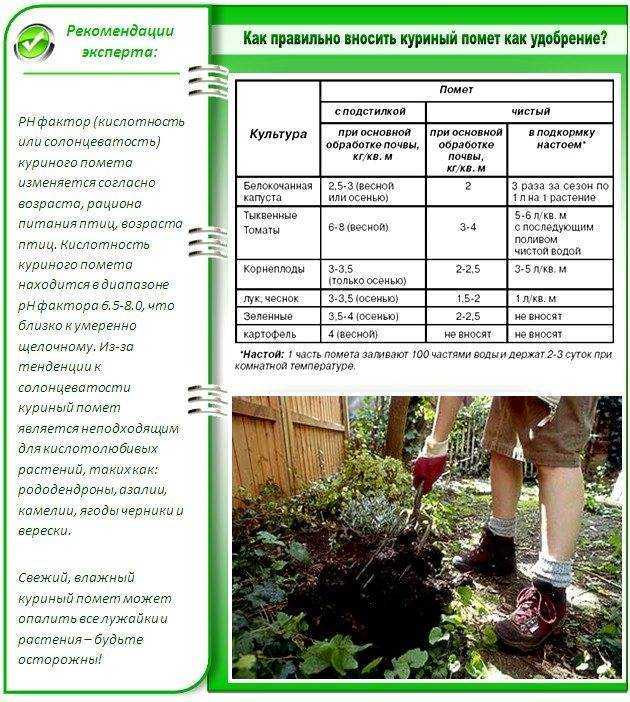 Как получить хороший урожай капусты амагер? подробное описание сорта и правила выращивания, включая схему посадки