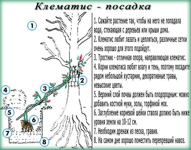 Многих цветоводов останавливают сложности связанные с выращиванием клематиса Но все вопросы полностью отпадают при выращивании садового княжика ближайшего родственника клематиса