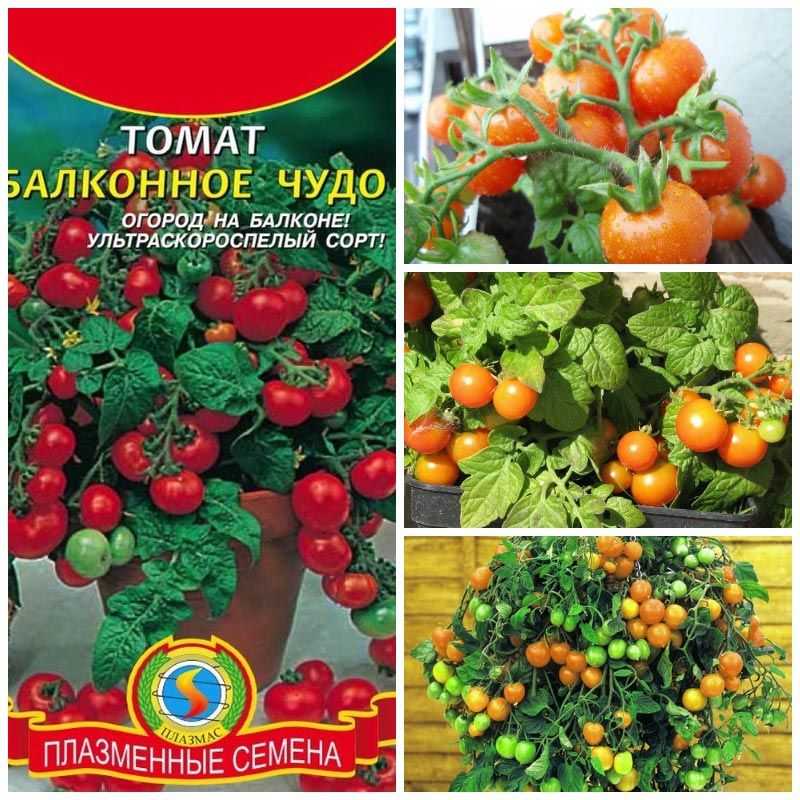 Томат балконное чудо: отзывы, фото, урожайность, описание и характеристика
