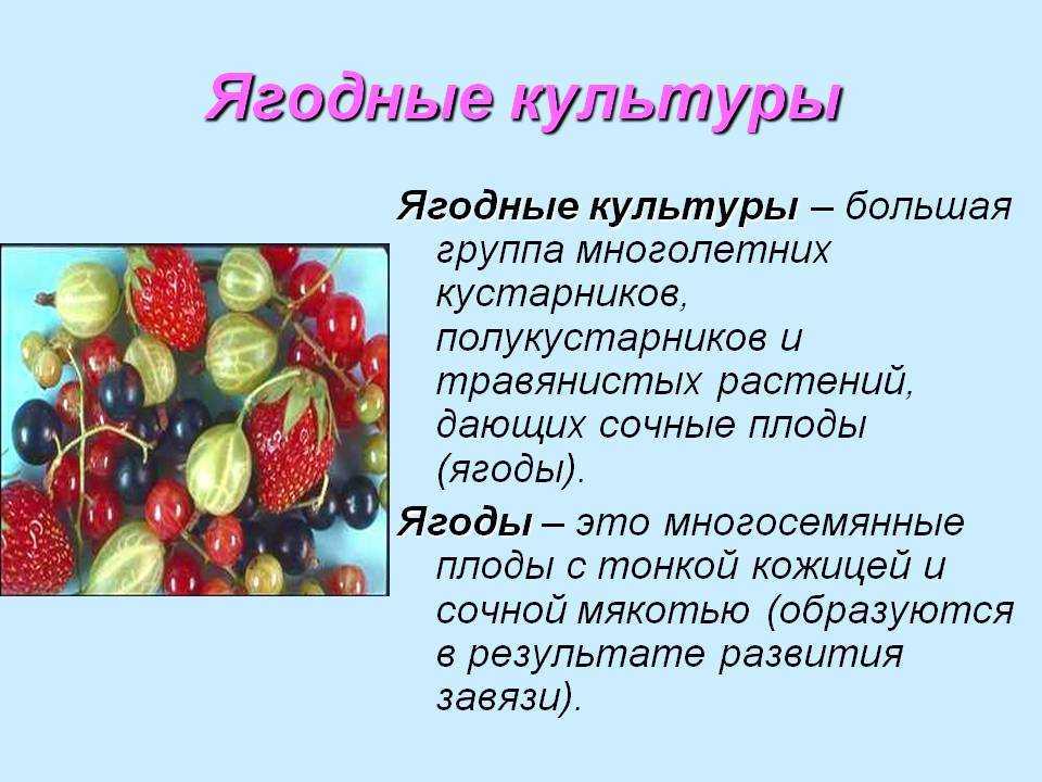 Вредители и болезни яблони и борьба с ними: фото и уход весной