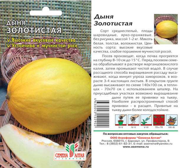 Дыня золушка описание сорта | хороший урожай🍎