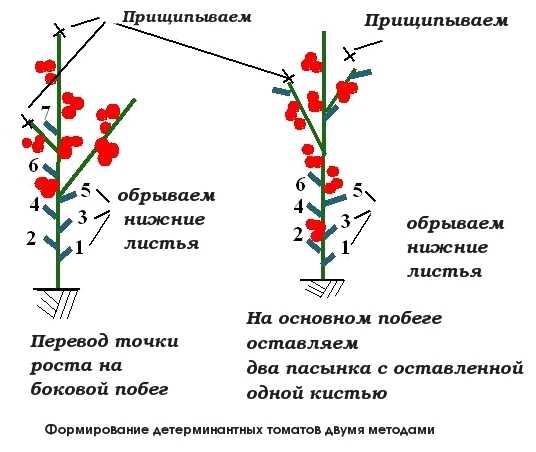 Формирование  томатов — пасынкование