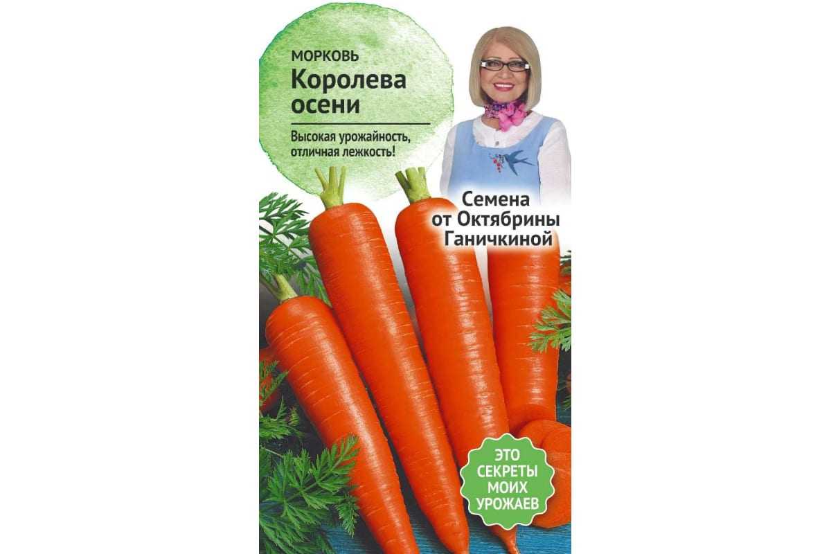 Моркови королева осени - домсадовника